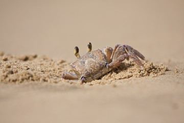 Crab peeping out of hole in sand on beach closeup focus sunlight