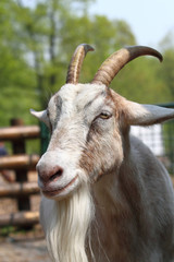 brown head of goat