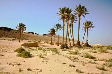 Fotobehang chott el jerid, desert, oasis, tunisia © Peter Robinson