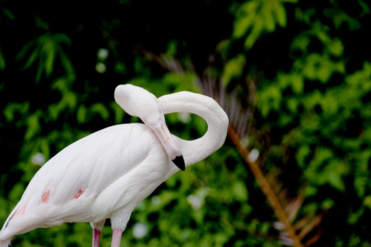 Flamingo a bird