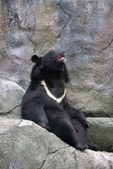 Naklejka premium Formosan Black Bear