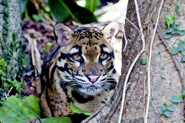 Fototapeta premium Formosan clouded leopard