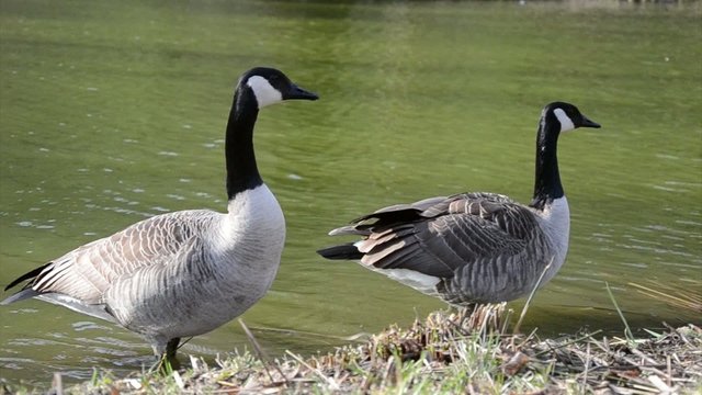 Kanadagans (Branta canadensis)