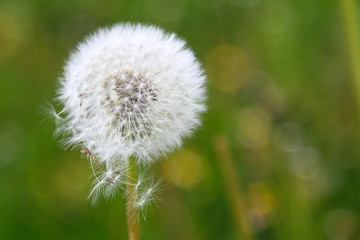 Dandelion