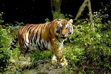 Fototapeta premium Bengal tiger