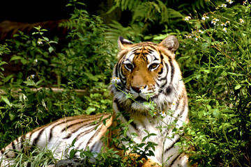 Fototapeta na wymiar Tygrys bengalski