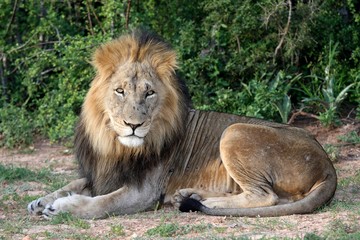 Big Male Lion