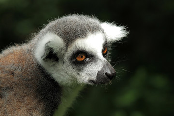 Ring-tailed Lemur