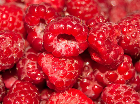 selection of freshly picked ripe red raspberries