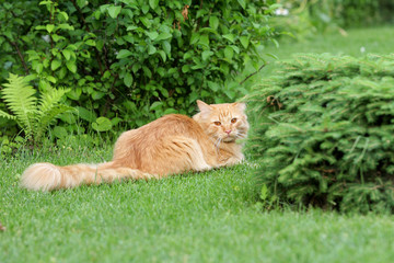 Red cat on a green lawn