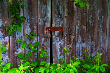Locked dilapidated outhouse door