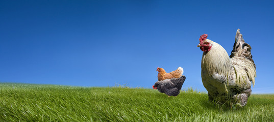 Chickens and cock on the green meadow