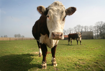 Fototapeta na wymiar Two cows.