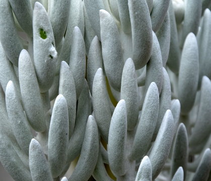 senecio haworthii