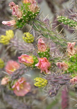 cactus...floraison