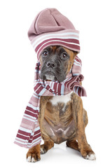 Germany Boxer puppy in warm hat and scarf