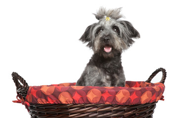Lhasa Apso dog in wattled basket