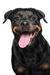 Fototapeta premium Portrait of a purebred rottweiler
