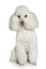 white Toy poodle