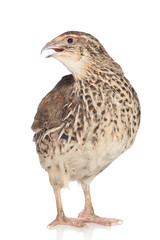 Quail isolated on a white background