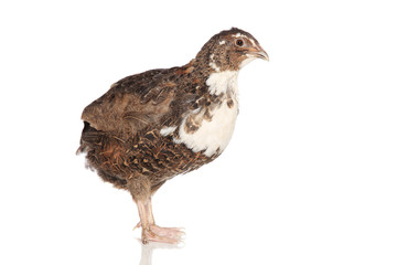 Female quail on a white background