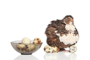 Quail with eggs on a white background
