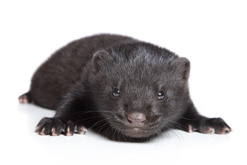 American Mink 1 month