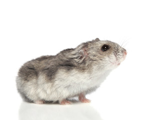 Asian hamster on a white background