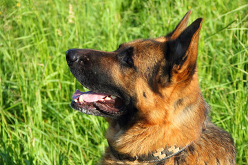 German shepherd