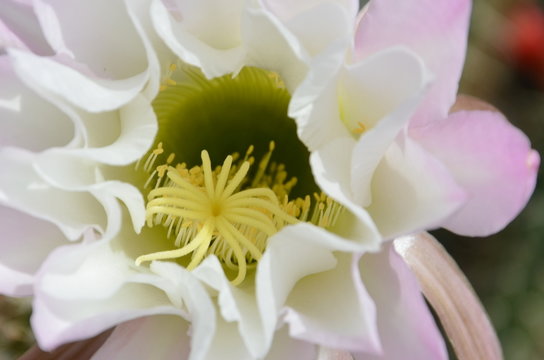 cactaceae...floraison
