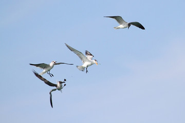 Endangered Royal Tern (Sterna maxima)