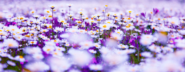 Daisy field