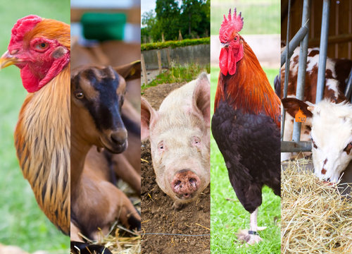 Les animaux de la ferme