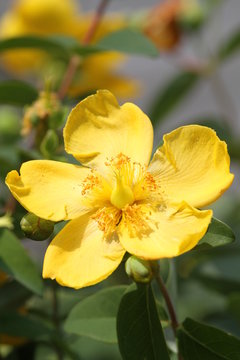 hypericum