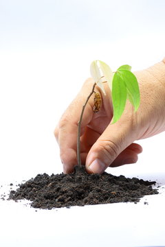 Plant cultivation on white background