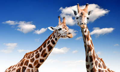 two giraffes
