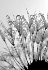 Printed roller blinds Dandelions and water dewy dandelion