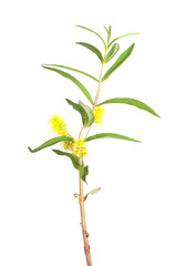 Tufted Loosestrife, Lysimachia thyrsiflora isolated on white
