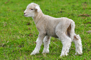 Obraz premium very young lamb