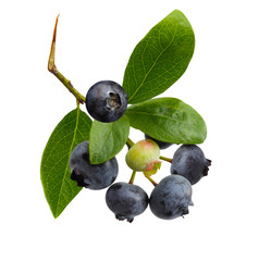 Blue Berries