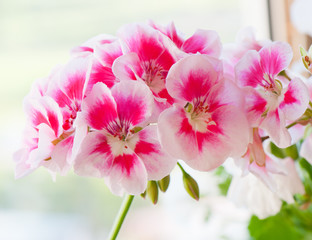 Fototapeta na wymiar Kwiaty geranium, Close-up