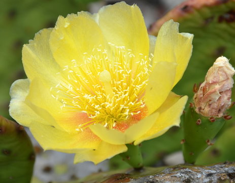 catus...floraison