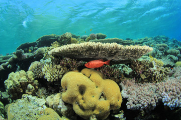 Coral Reef with Bigeye Fish under Table Coral