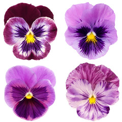 set van paars viooltje op witte achtergrond