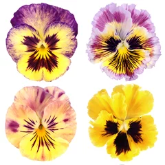 Foto op Plexiglas Viooltjes set van geel viooltje op witte achtergrond