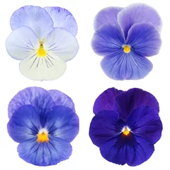 Fotobehang Viooltjes set van blauw viooltje op witte achtergrond