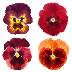 Door stickers Pansies set of red pansy on white background