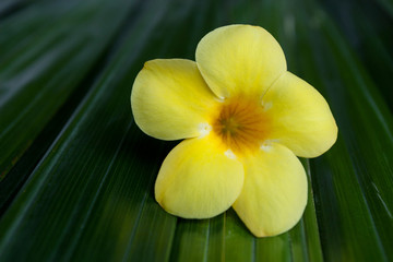 Yellow allamanda flower