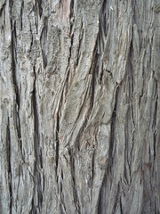 Obraz premium tree bark