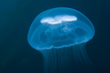Fototapeta premium jellyfish under water in sea of japan